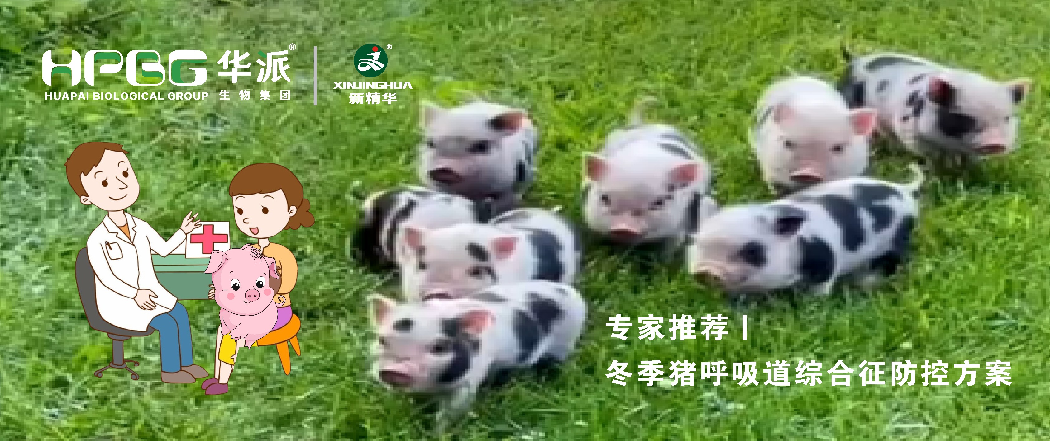 视频丨冬季猪呼吸道综合征防控计划，，，，，，请收好&hellip;&hellip;