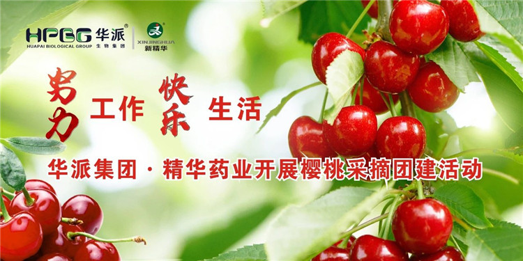 起劲事情 快乐生涯 | 华派集团&middot;龙8头号玩家药业开展樱桃采摘团建活动
